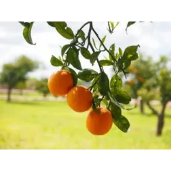 Organic orange plant Manufacturer