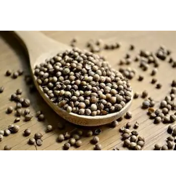 Fresh Coriander Seed