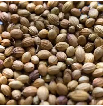 Fresh Coriander Seed