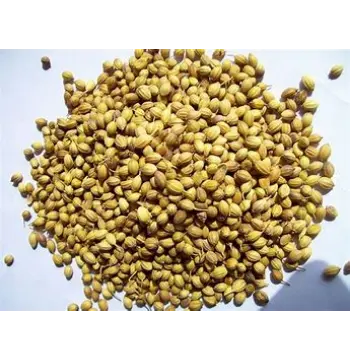 Fresh Coriander Seed