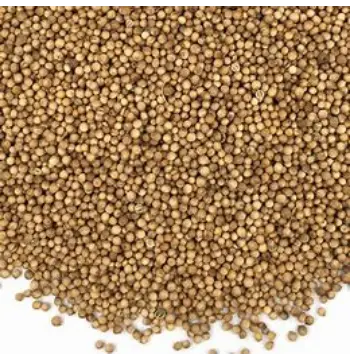 Fresh Coriander Seed