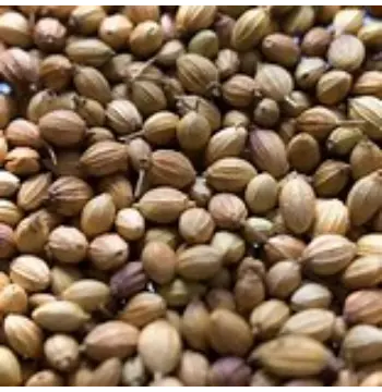 Natural Coriander Seed