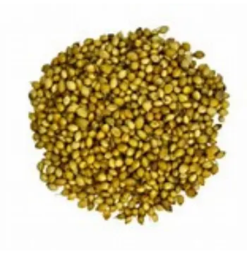 Fresh Coriander Seed