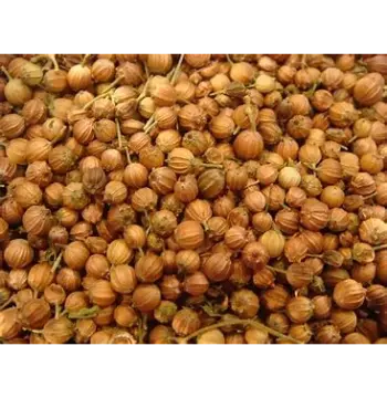 Fresh Coriander Seed