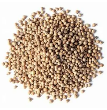 Fresh Coriander Seed