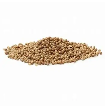 Fresh Coriander Seed