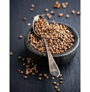 Fresh Coriander Seed