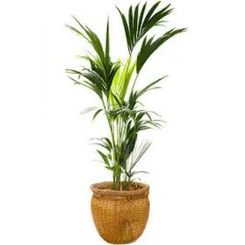Natural Ornamental Plant