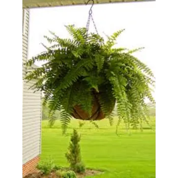 RAJESWARI NURSERY Ornamental Plant