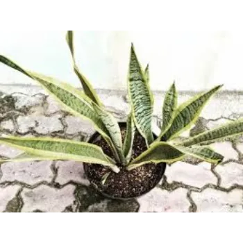 Roshni Agri forestry Ornamental Plant
