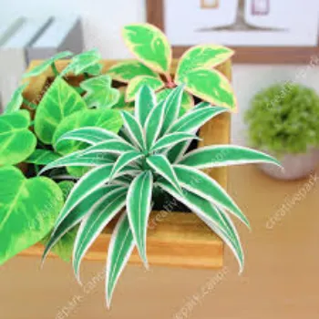 Natural  Ornamental Plant