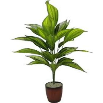 GREEN Ornamental Plant