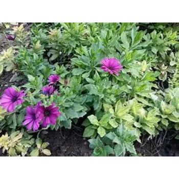 Ornamental Plant