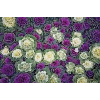 colorfull  Ornamental Plant