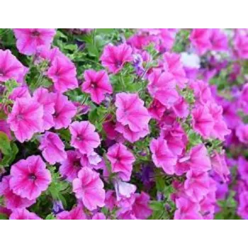 Ornamental Plant