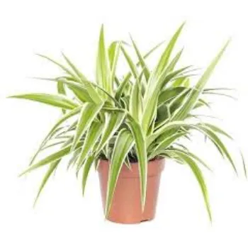 Natural Ornamental Plant