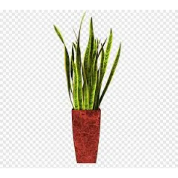Natural Ornamental Plant