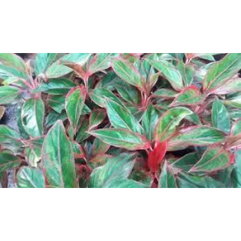 A.p. Flower Mart    Ornamental Plant