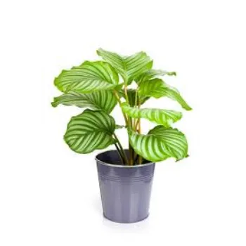 Natural  Ornamental Plant