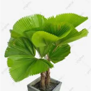 Natural Ornamental Plant