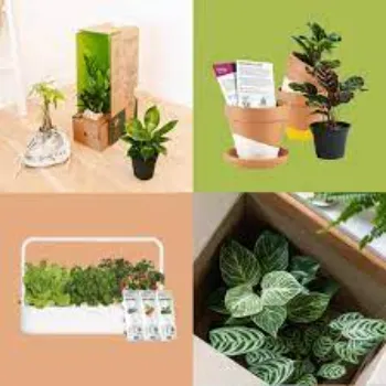 Organic  Ornamental Plant