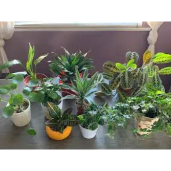 Common Ornamental Plant