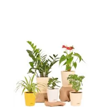 Natural Ornamental Plant