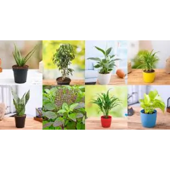 Natural Ornamental Plant