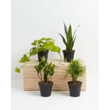Ornamental Plant