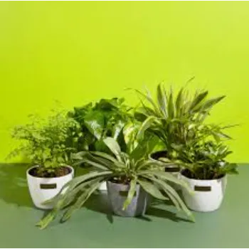 Natural Ornamental Plant