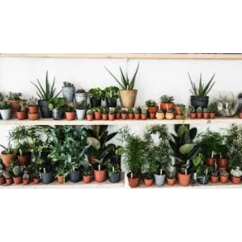 Natural  Ornamental Plant