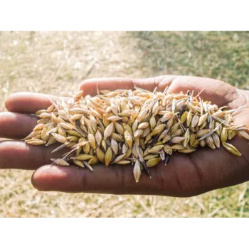 Common Paddy Seeds