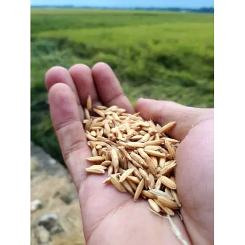A Grade Paddy Seeds