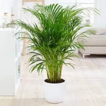 Natural Palm Tree