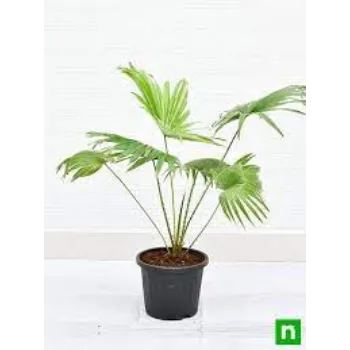 Organic Palm Tree