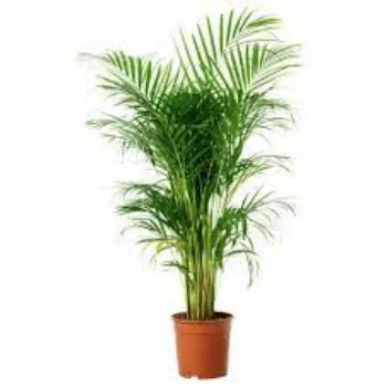 Organic Palm Tree