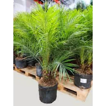 Natural Palm Tree