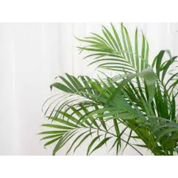 Natural Palm Tree