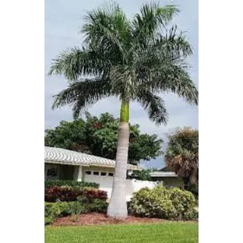 Organic Palm Tree