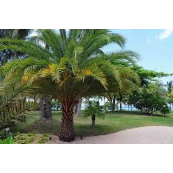 Organic Palm Tree