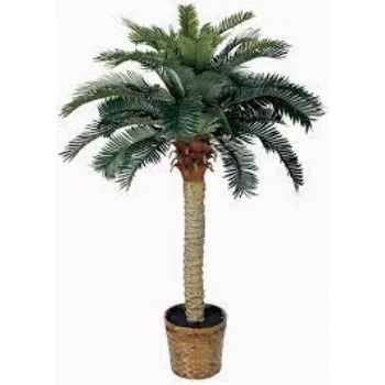 Organic Palm Tree