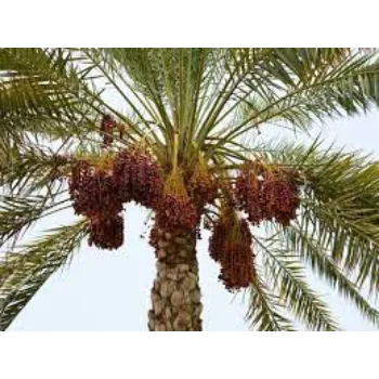 Natural Palm Tree