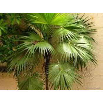 Organic Palm Tree