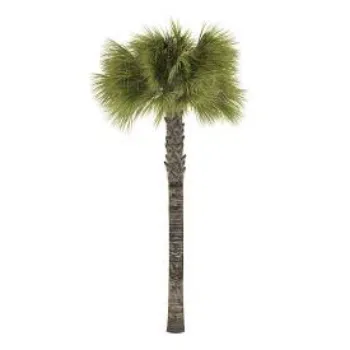 Natural Palm Tree
