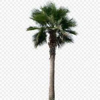 Organic Palm Tree