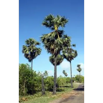 Natural Palm Tree