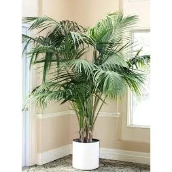 Natural Palm Trees
