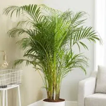 Common Palm Trees