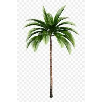 RAJESWARI NURSERY Palm Trees