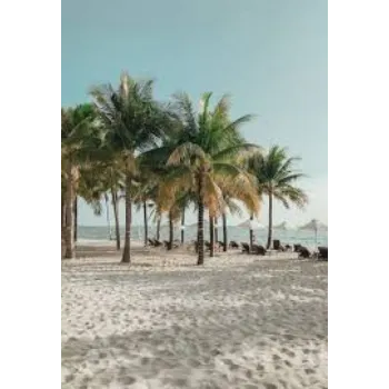 Roshni Agri forestry Palm Trees